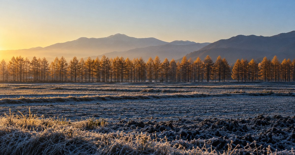 霜の降りた畑の向こうに、朝日を受けたカラマツの並木と山並みが見える朝の風景